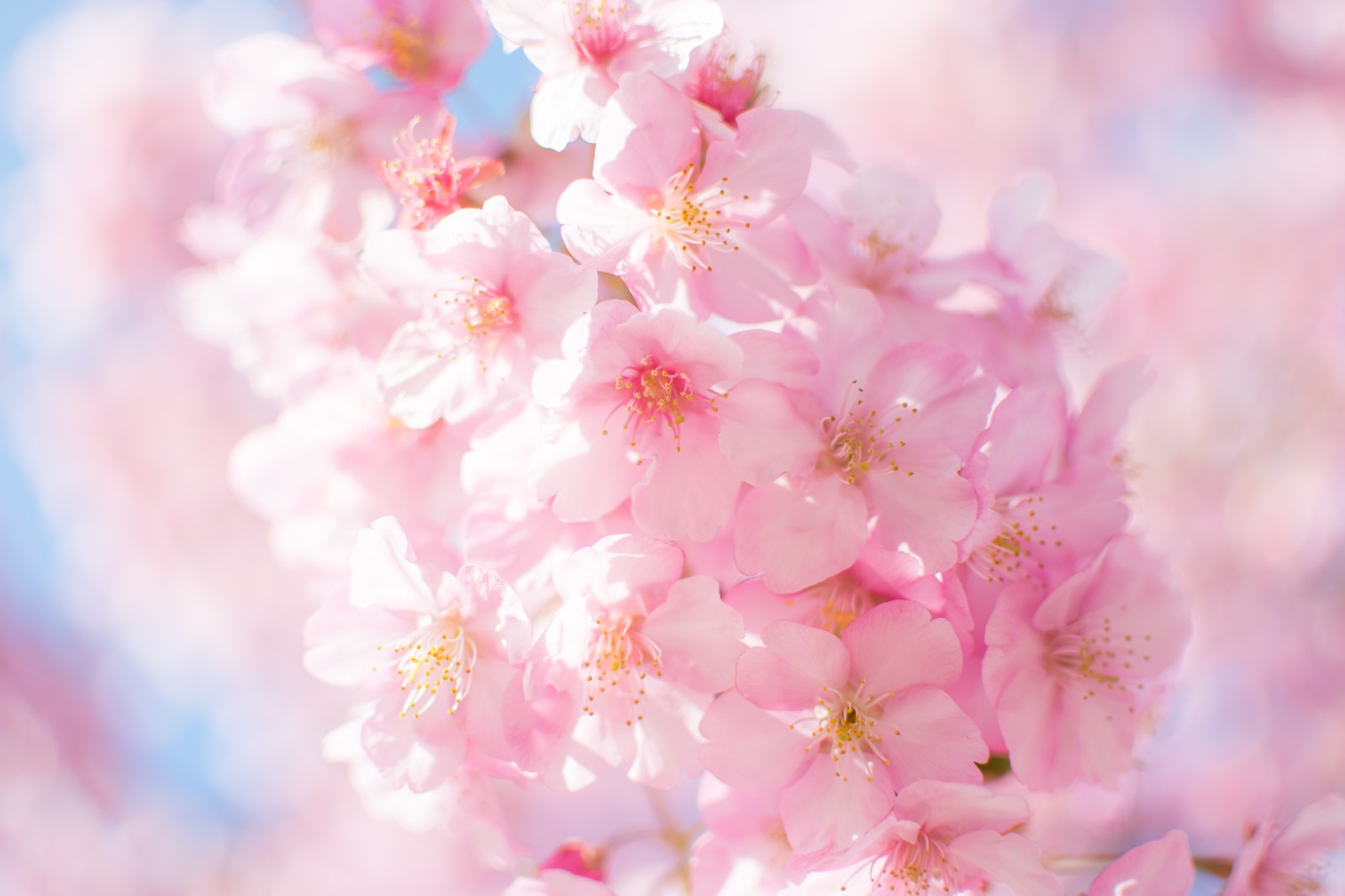 【美容健康情報】お花見は楽しいだけではない！お花見が心と体に与える影響とは！？